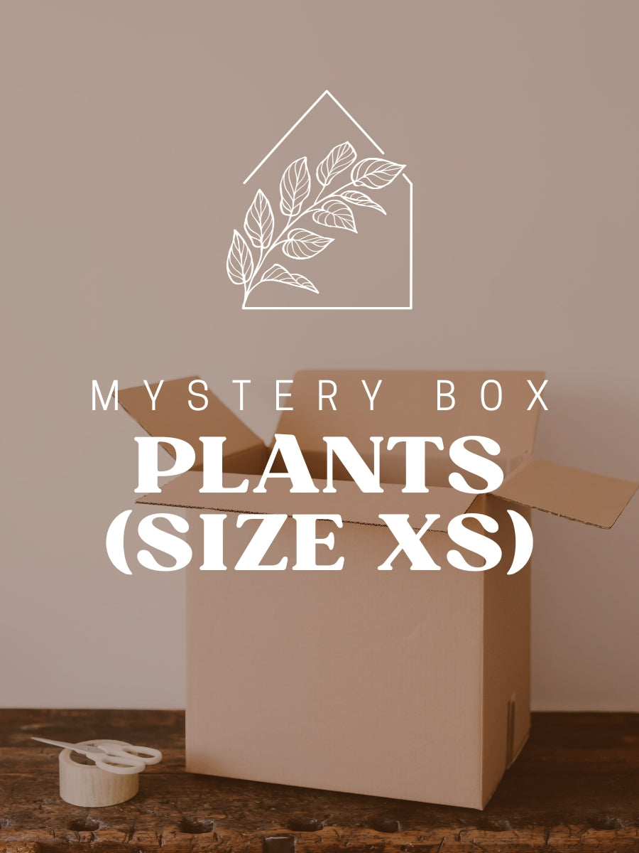 Plant Mystery Box (Size XS)