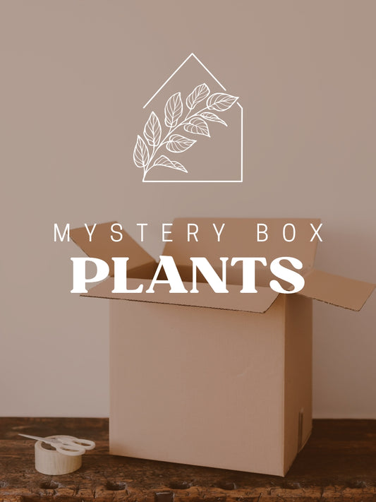 Plant Mystery Box