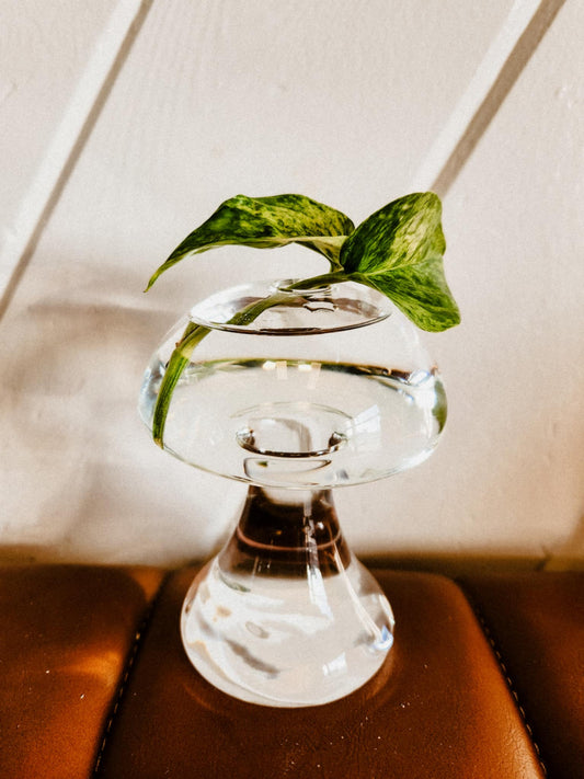 Glass Mushroom Propagator